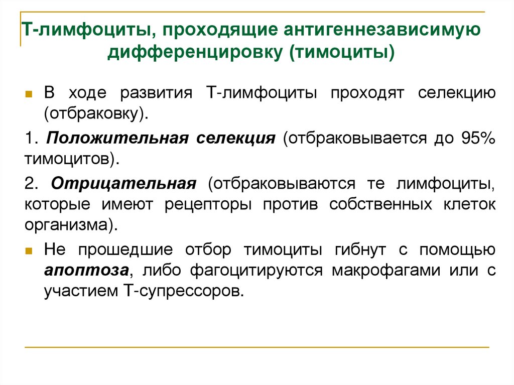 T-лимфоциты, проходящие антигеннезависимую дифференцировку (тимоциты)