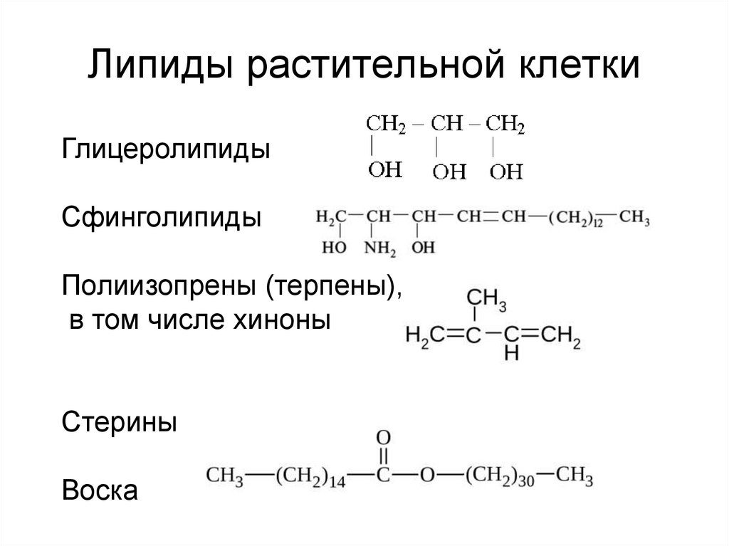 Липиды растительной клетки