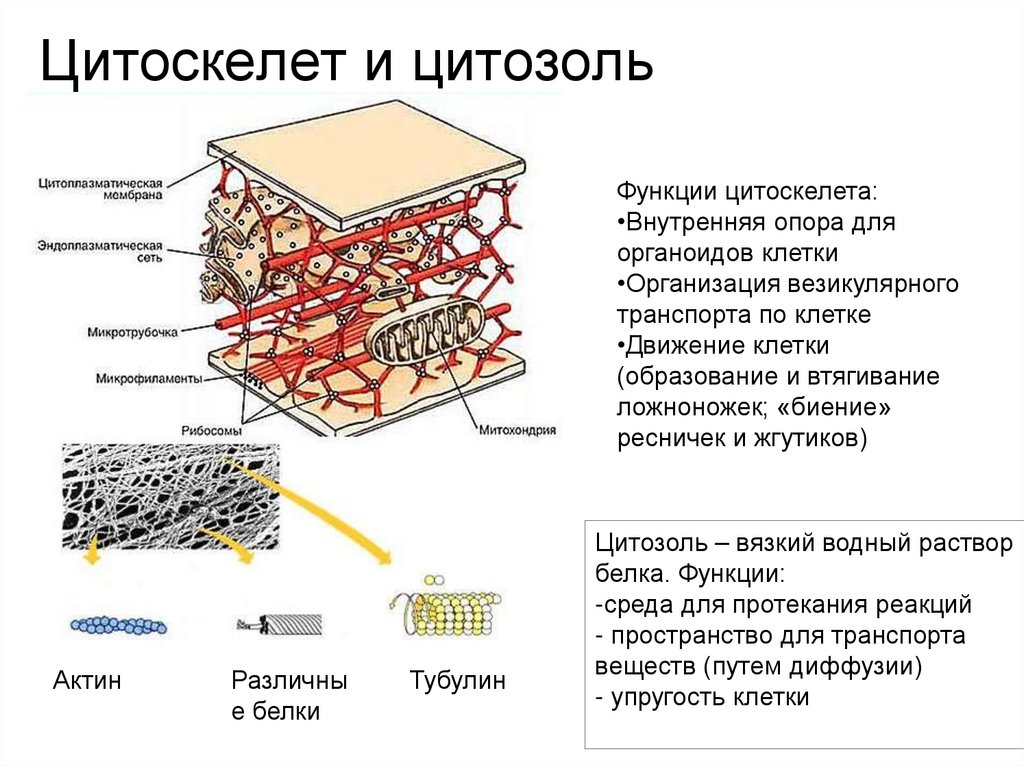 Цитоскелет и цитозоль