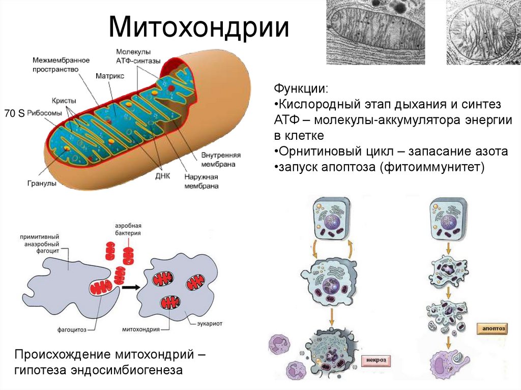 Митохондрии