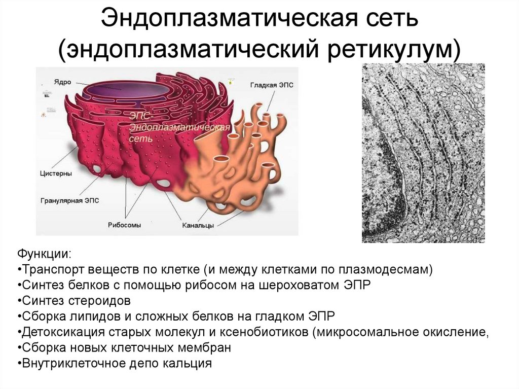 Эндоплазматическая сеть (эндоплазматический ретикулум)