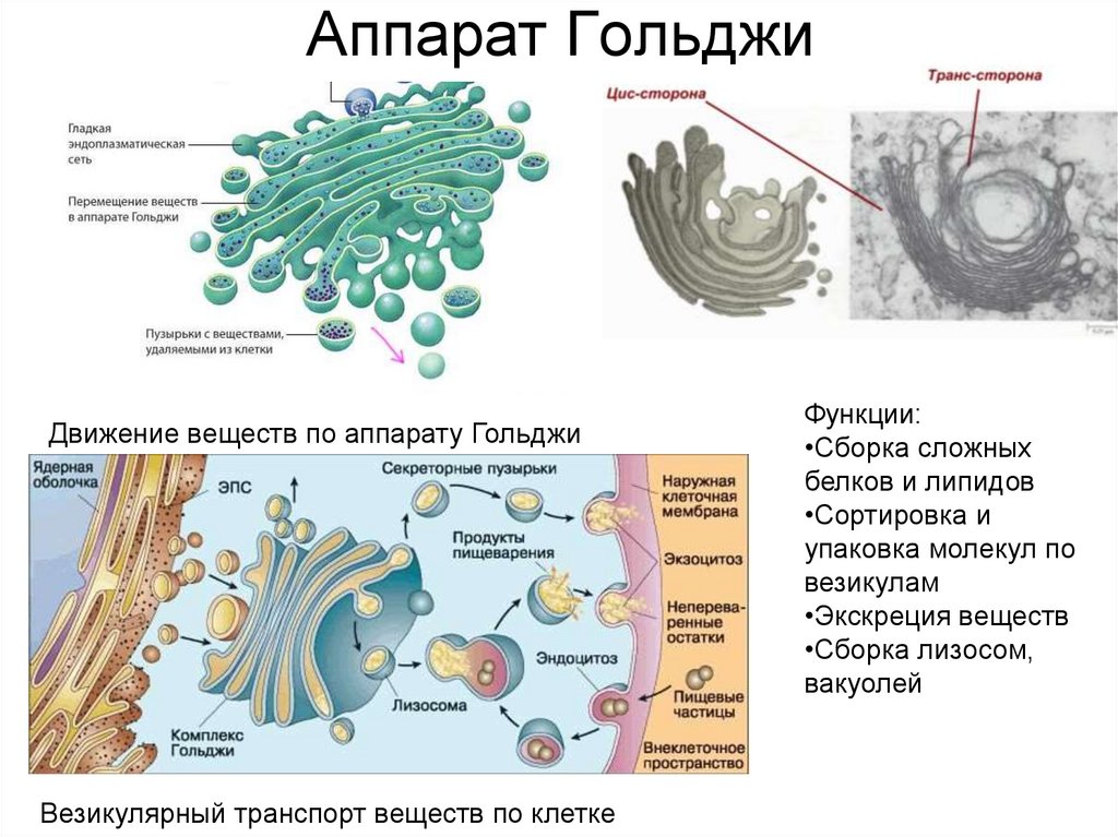 Аппарат Гольджи