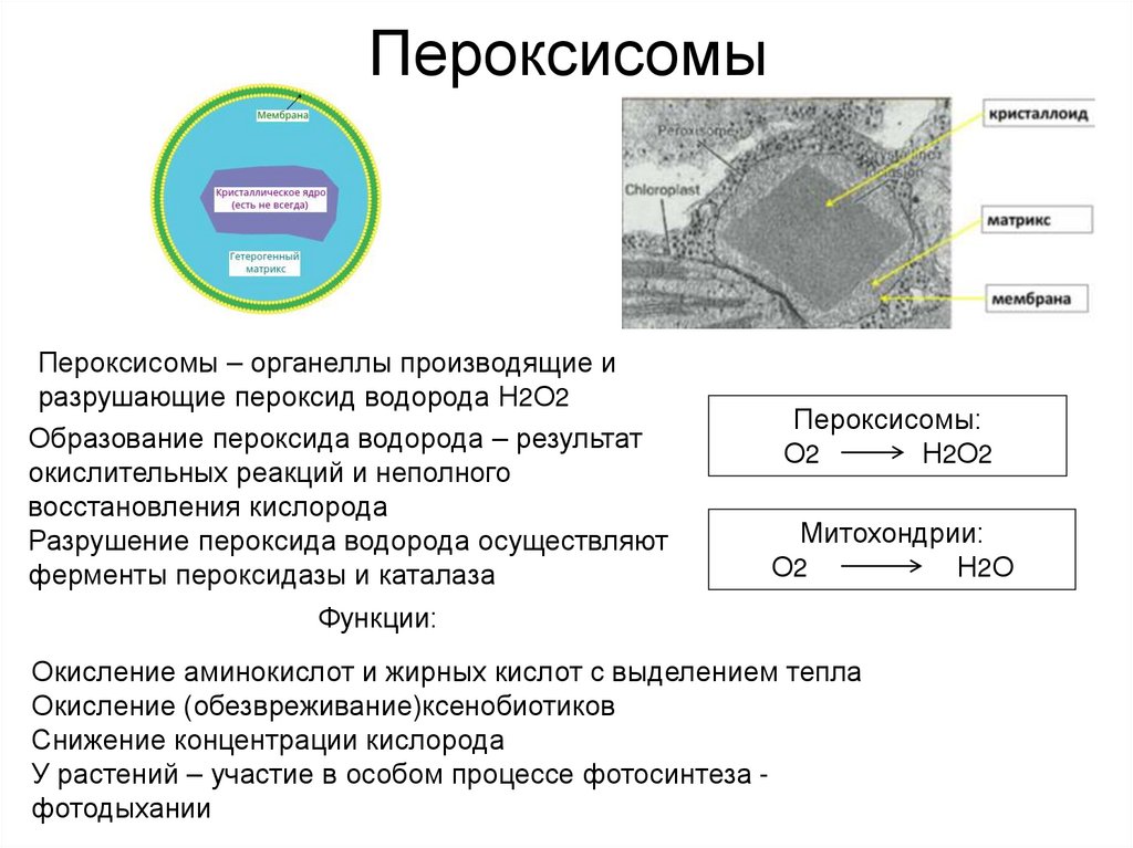 Пероксисомы