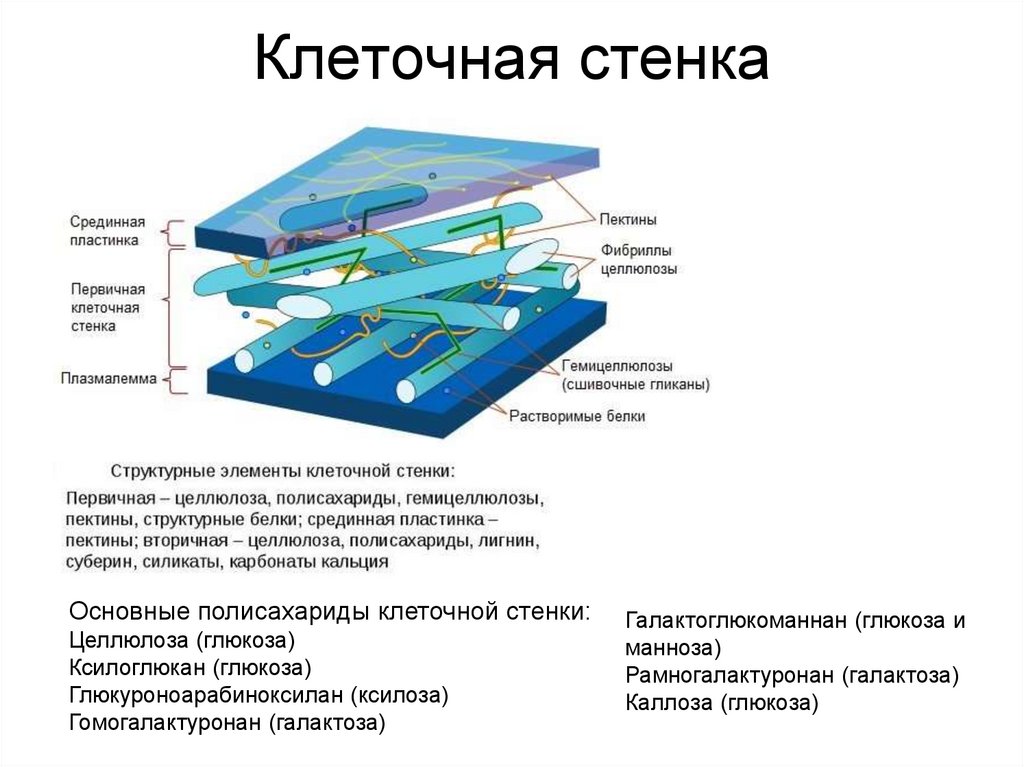 Клеточная стенка