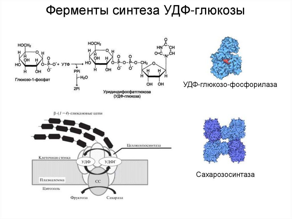 Ферменты синтеза УДФ-глюкозы