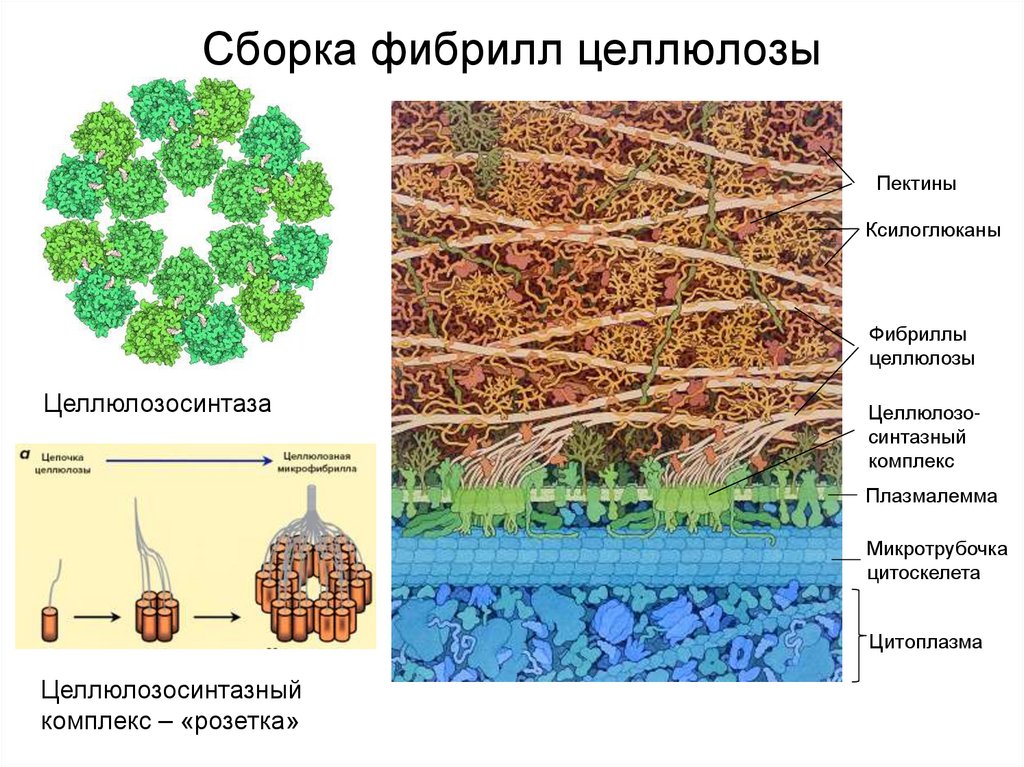 Сборка фибрилл целлюлозы