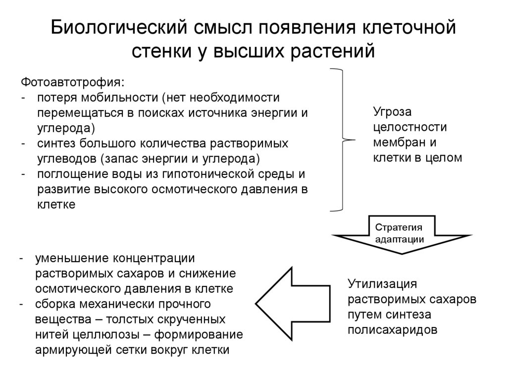 Биологический смысл появления клеточной стенки у высших растений