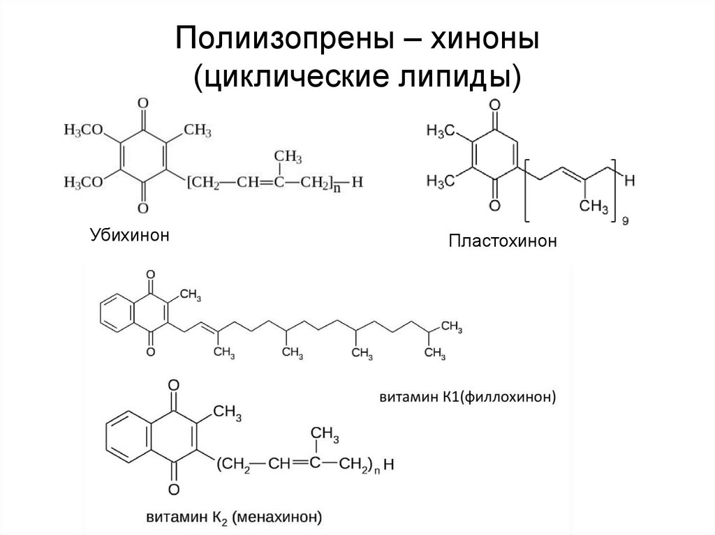 Полиизопрены – хиноны (циклические липиды)