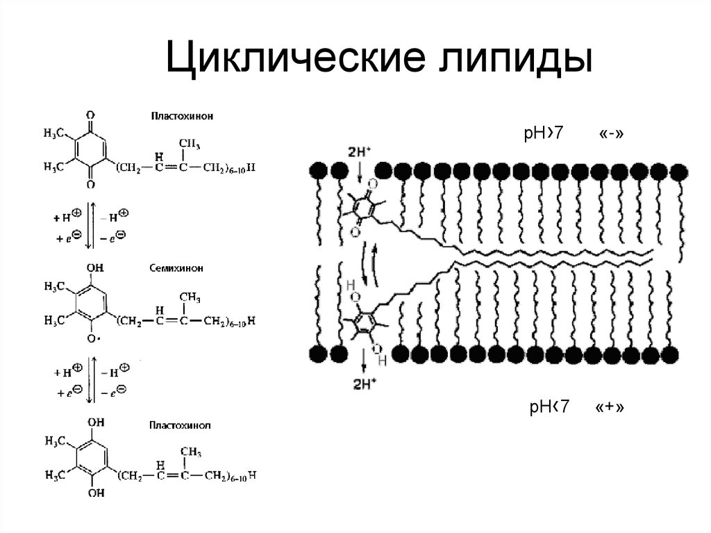 Циклические липиды