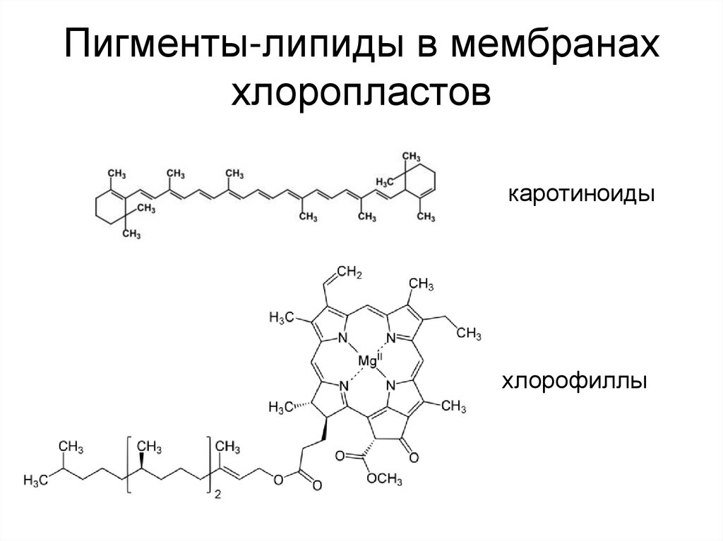 Пигменты-липиды в мембранах хлоропластов