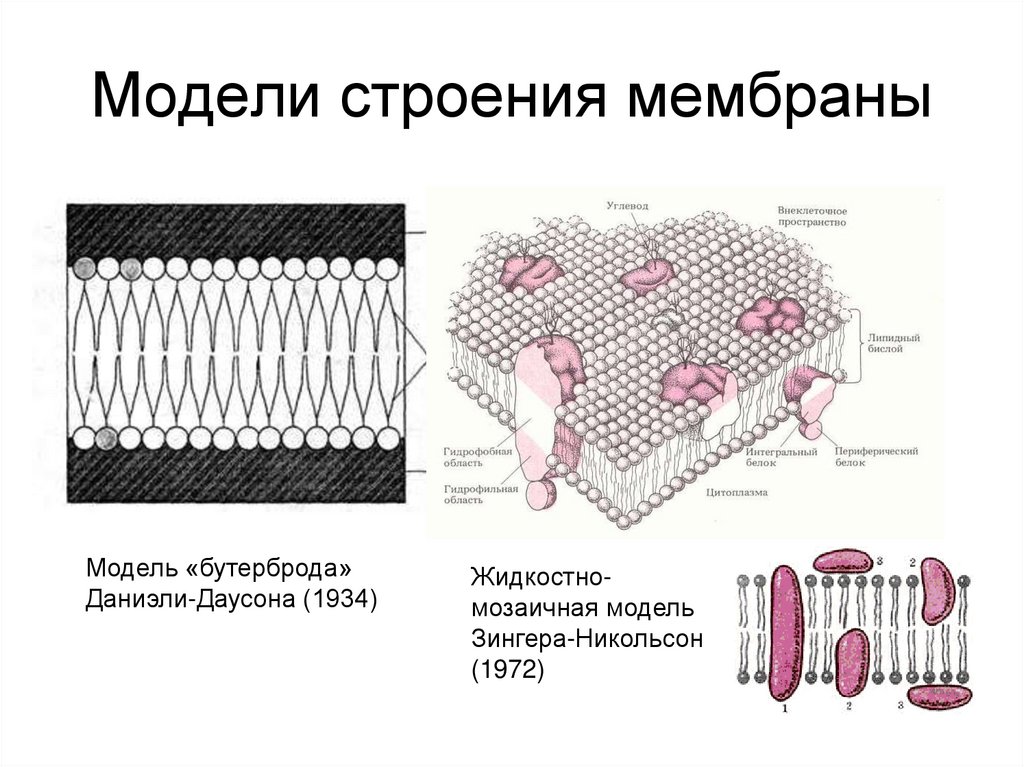 Модели строения мембраны