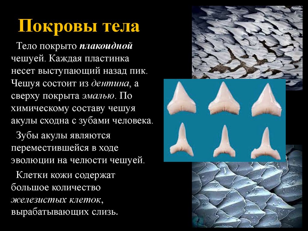 Покровы тела