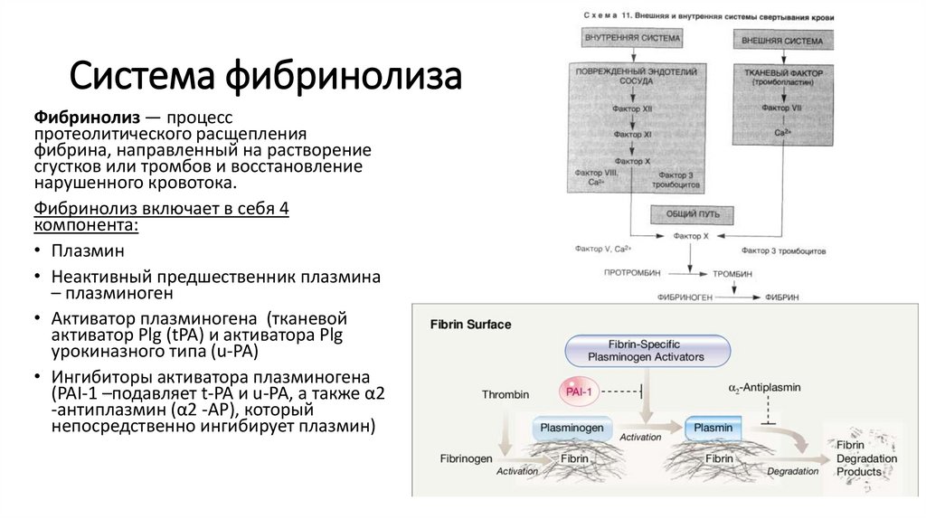 Система фибринолиза