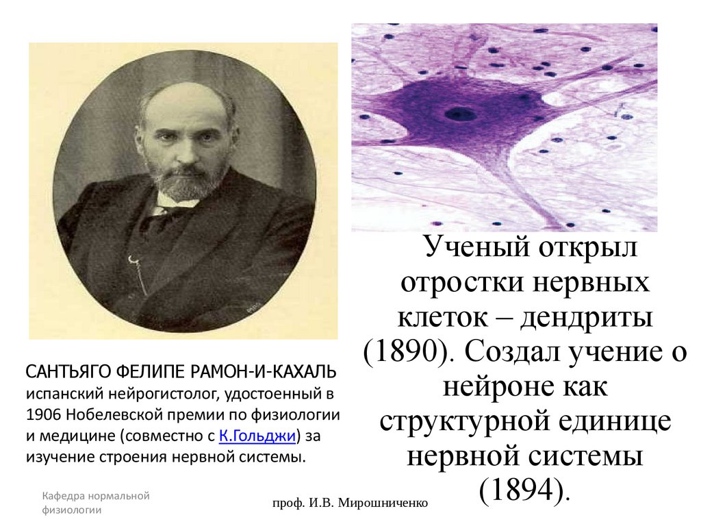 Ученый открыл отростки нервных клеток – дендриты (1890). Создал учение о нейроне как структурной единице нервной системы