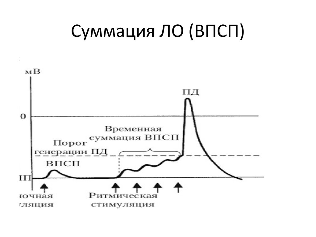 Суммация ЛО (ВПСП)