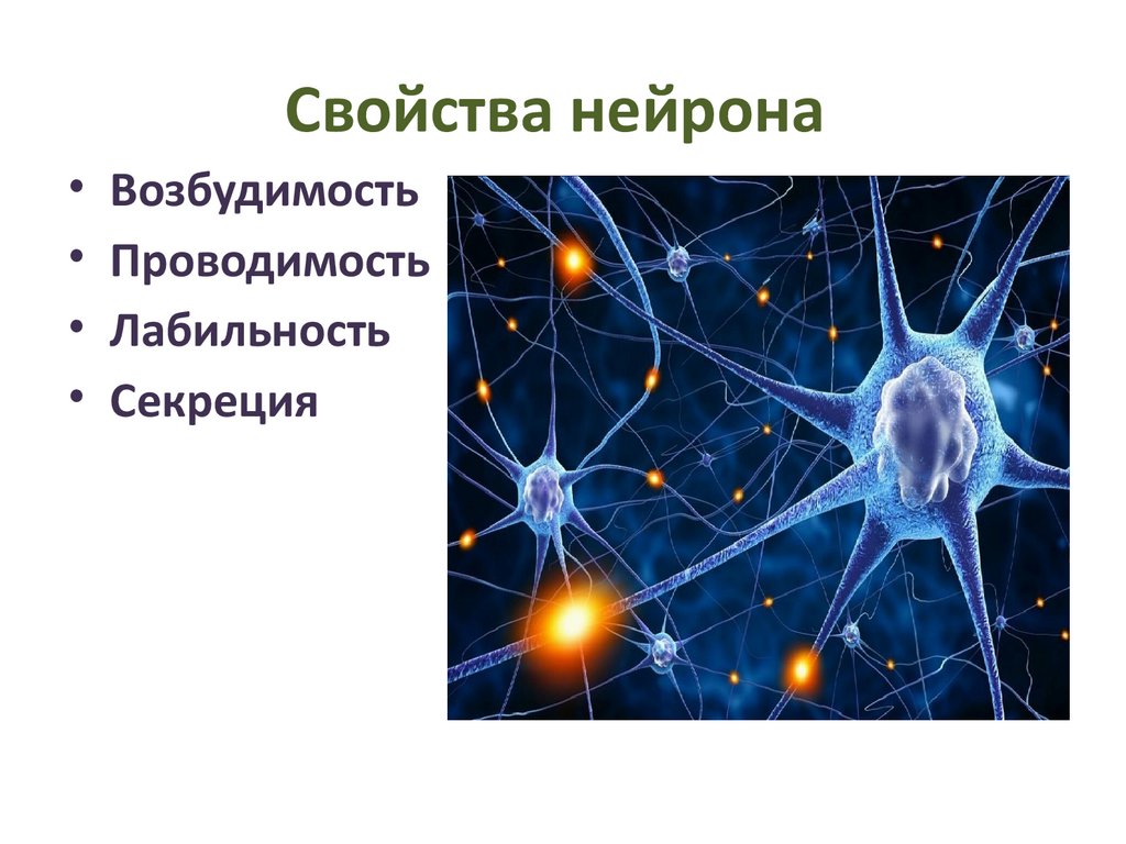 Свойства нейрона