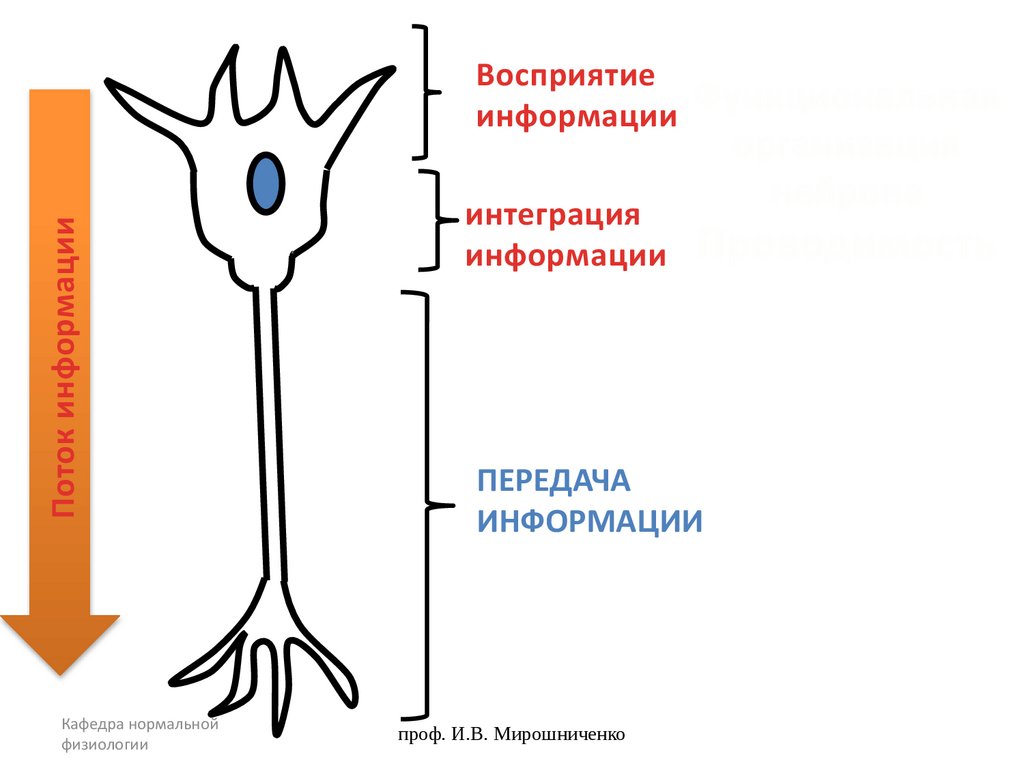 Функциональная организация нейрона Проводимость
