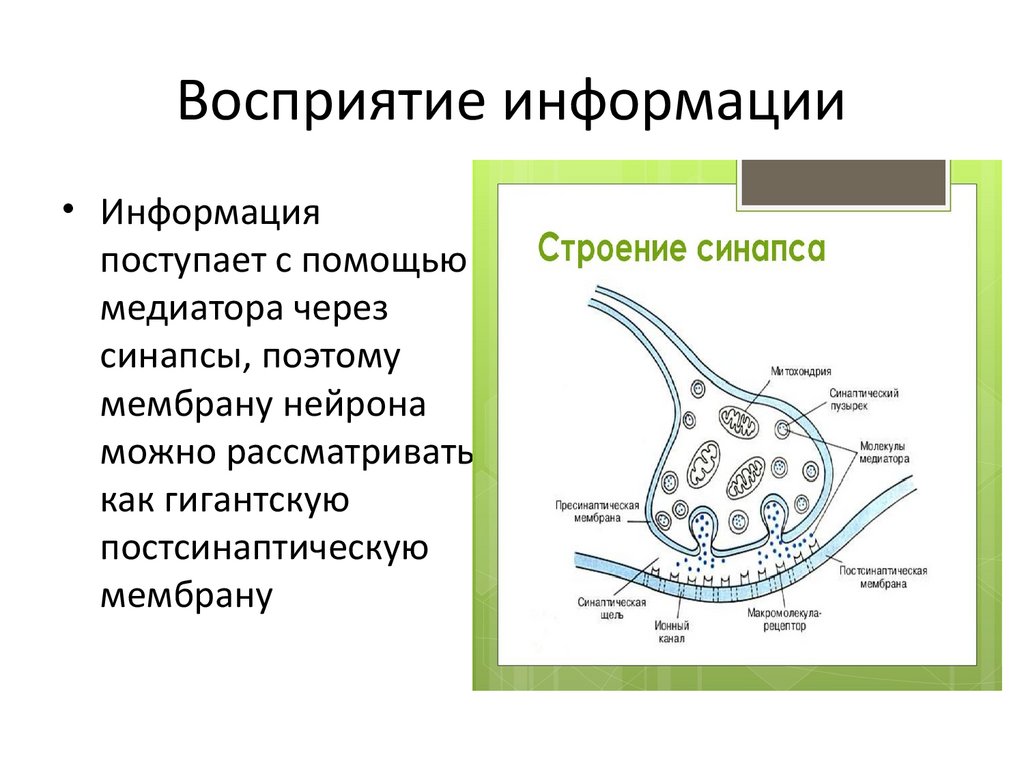 Восприятие информации