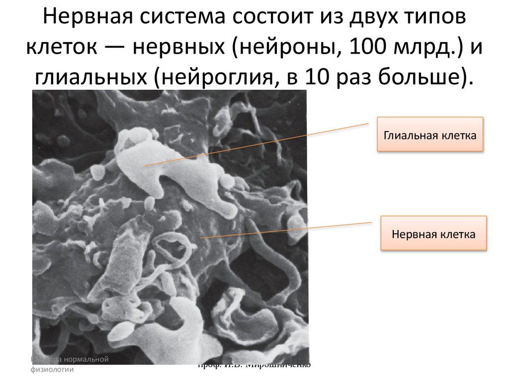 Нервная система состоит из двух типов клеток — нервных (нейроны, 100 млрд.) и глиальных (нейроглия, в 10 раз больше).
