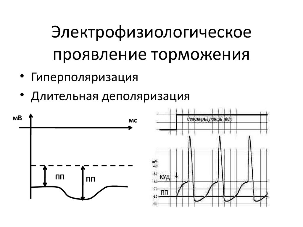 Электрофизиологическое проявление торможения