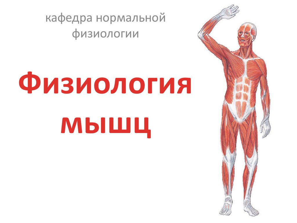 Физиология мышц