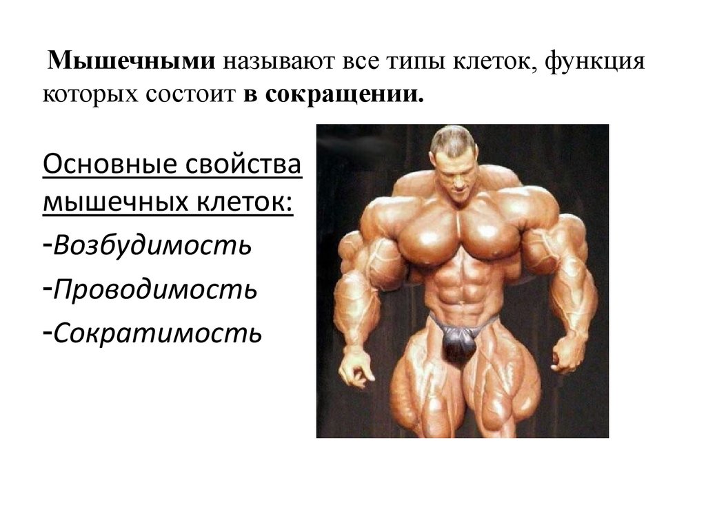 Мышечными называют все типы клеток, функция которых состоит в сокращении.
