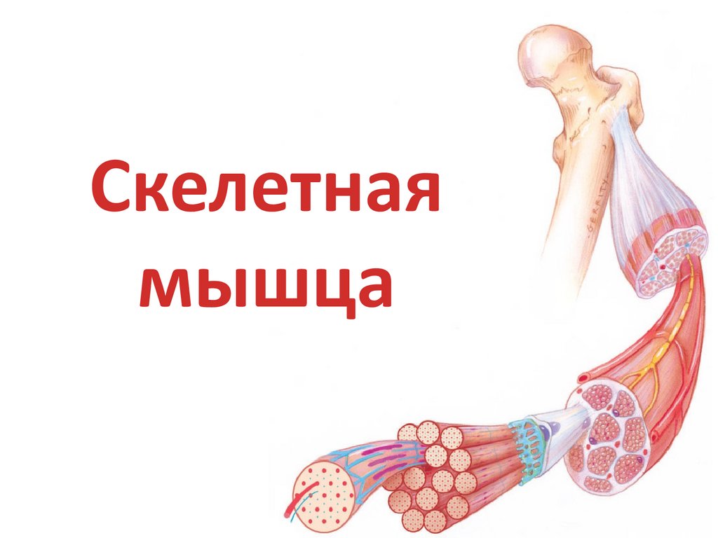 Скелетная мышца