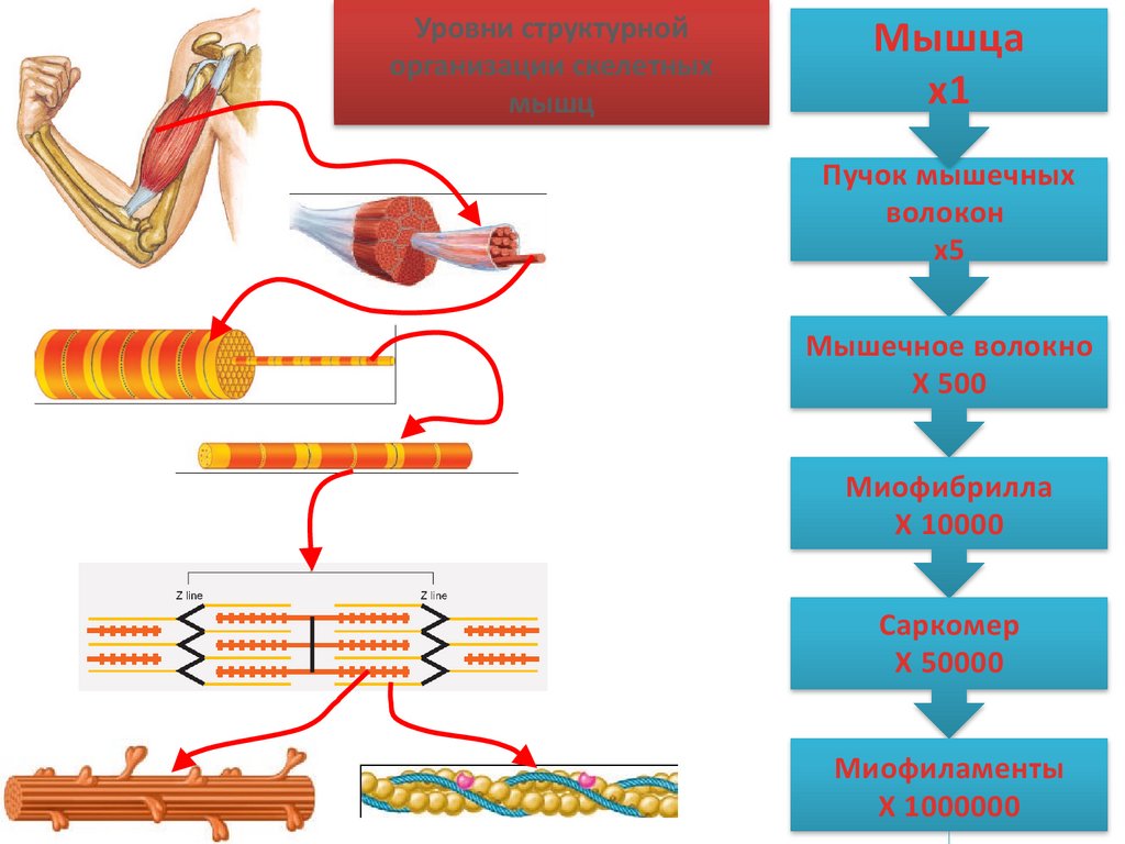 Уровни структурной организации скелетных мышц