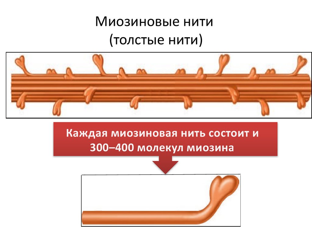 Миозиновые нити (толстые нити)
