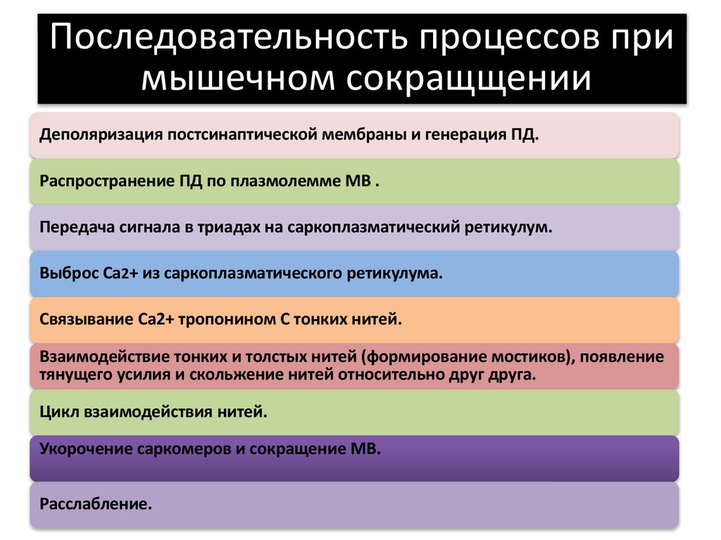 Последовательность процессов при мышечном сокращщении