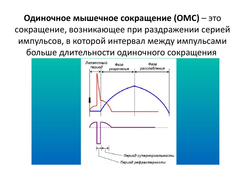 Одиночное мышечное сокращение (ОМС) – это сокращение, возникающее при раздражении серией импульсов, в которой интервал между