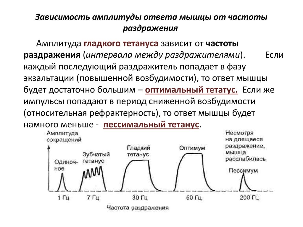 Зависимость амплитуды ответа мышцы от частоты раздражения