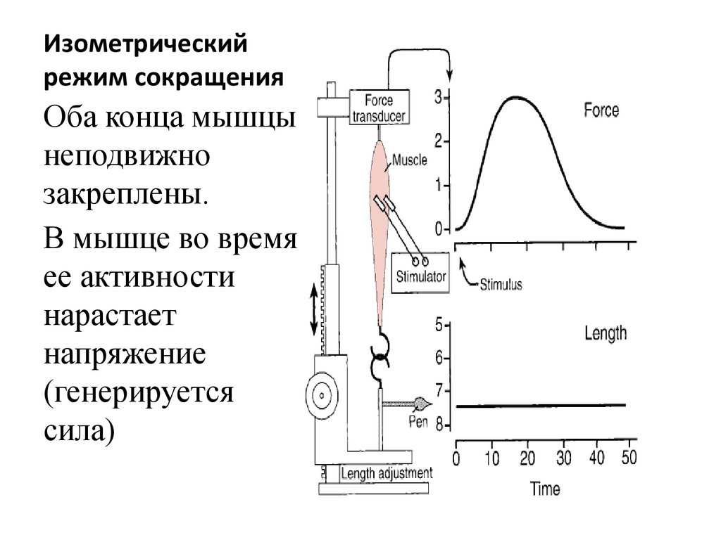 Изометрический режим сокращения