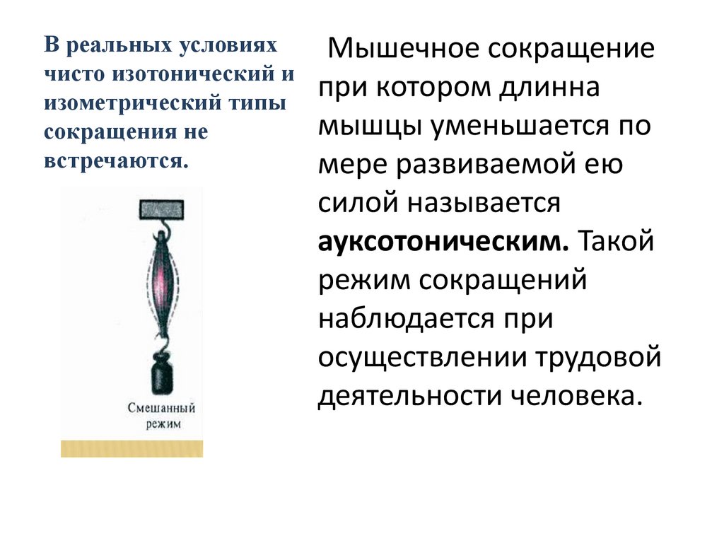 В реальных условиях чисто изотонический и изометрический типы сокращения не встречаются.
