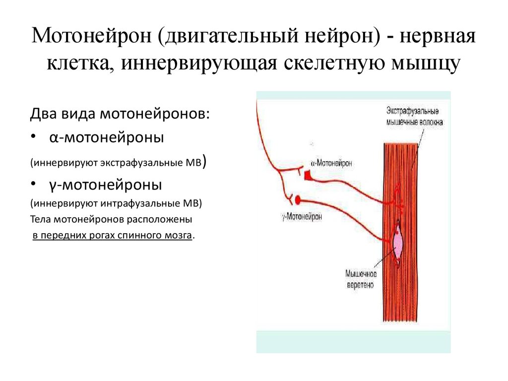 Мотонейрон (двигательный нейрон) - нервная клетка, иннервирующая скелетную мышцу