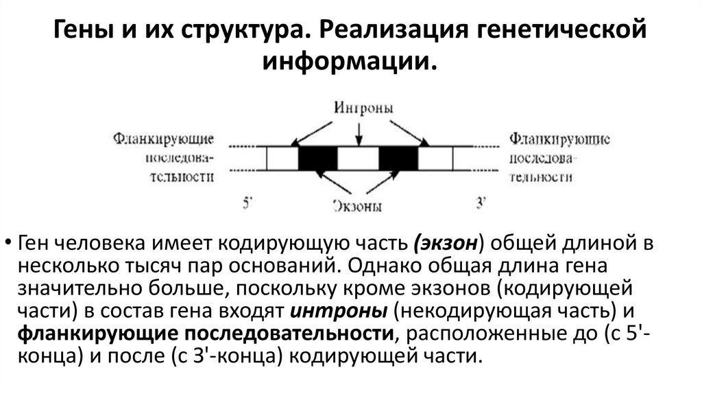 Гены и их структура. Реализация генетической информации.