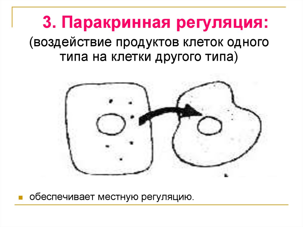 3. Паракринная регуляция: