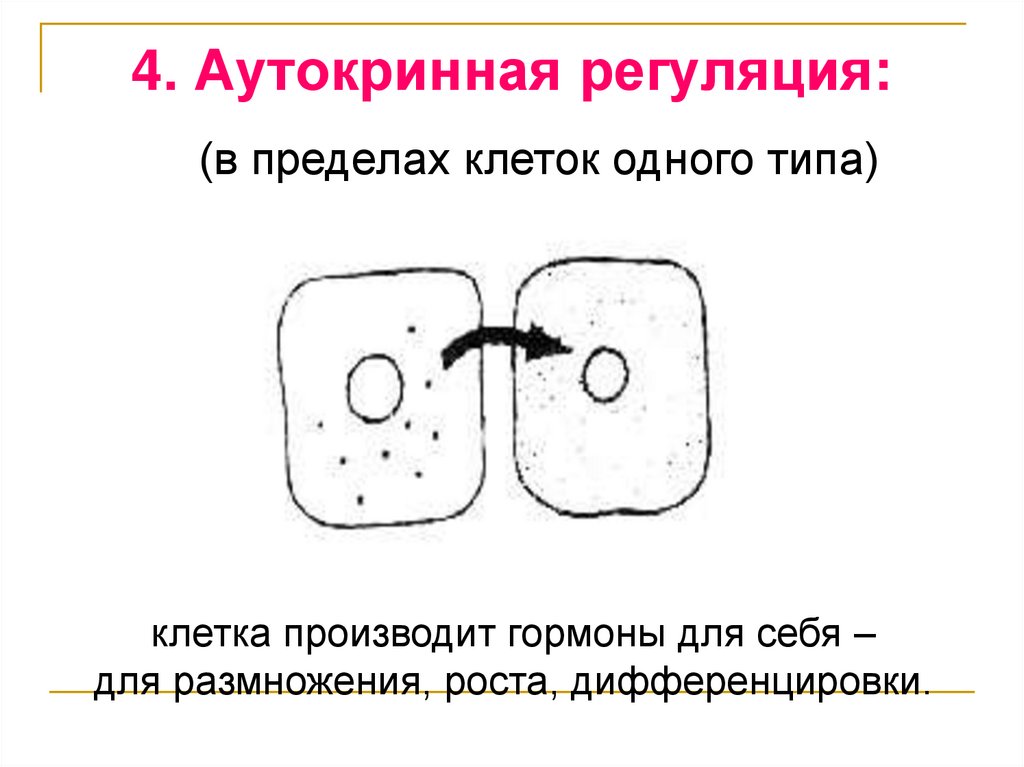 4. Аутокринная регуляция: