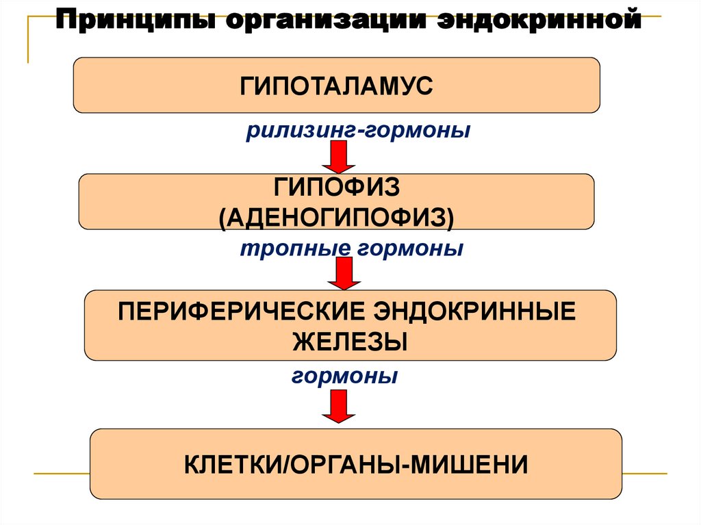 Принципы организации эндокринной системы