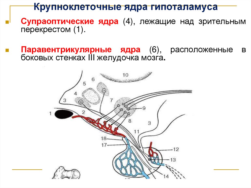 Крупноклеточные ядра гипоталамуса