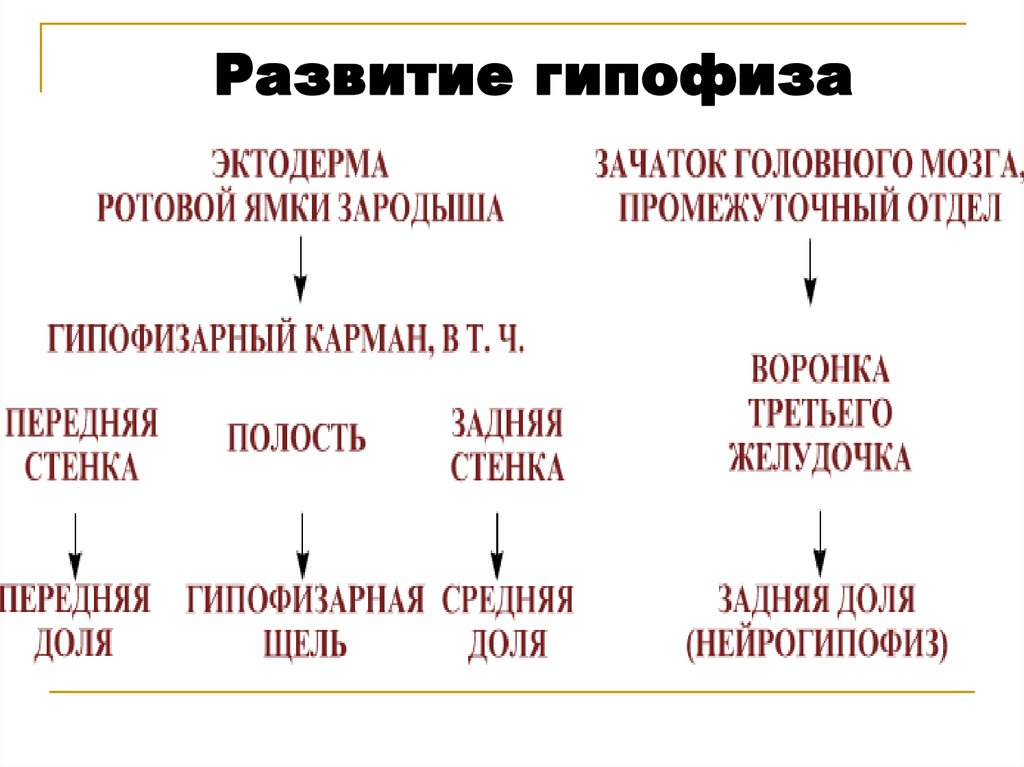 Развитие гипофиза