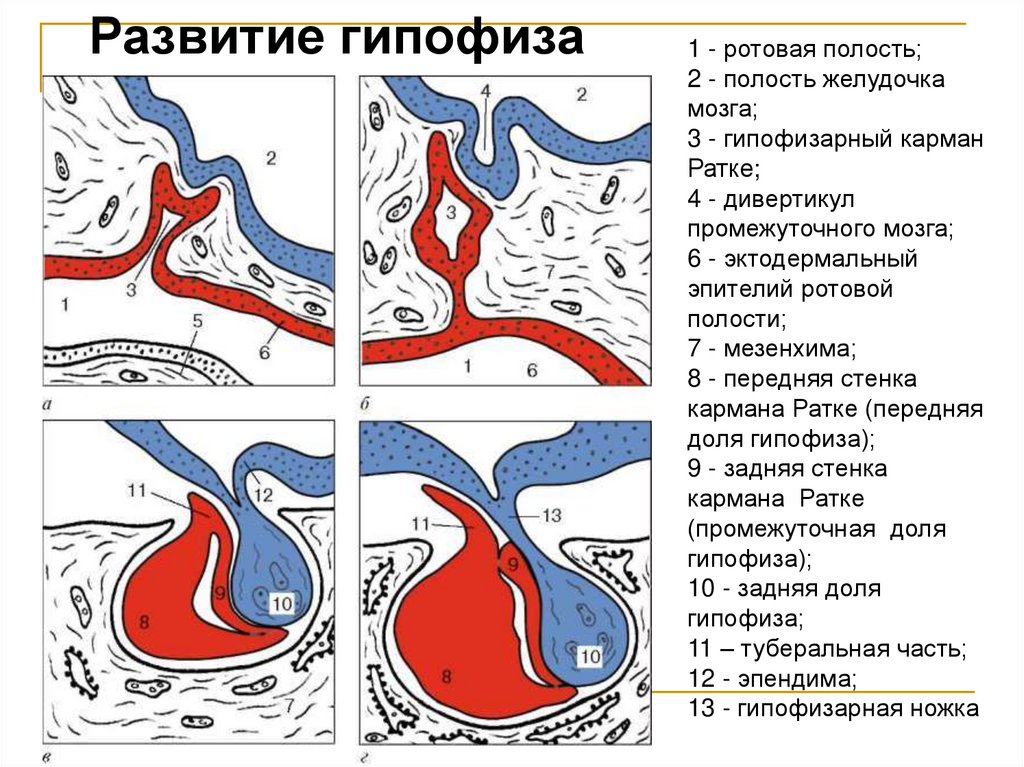 Развитие гипофиза
