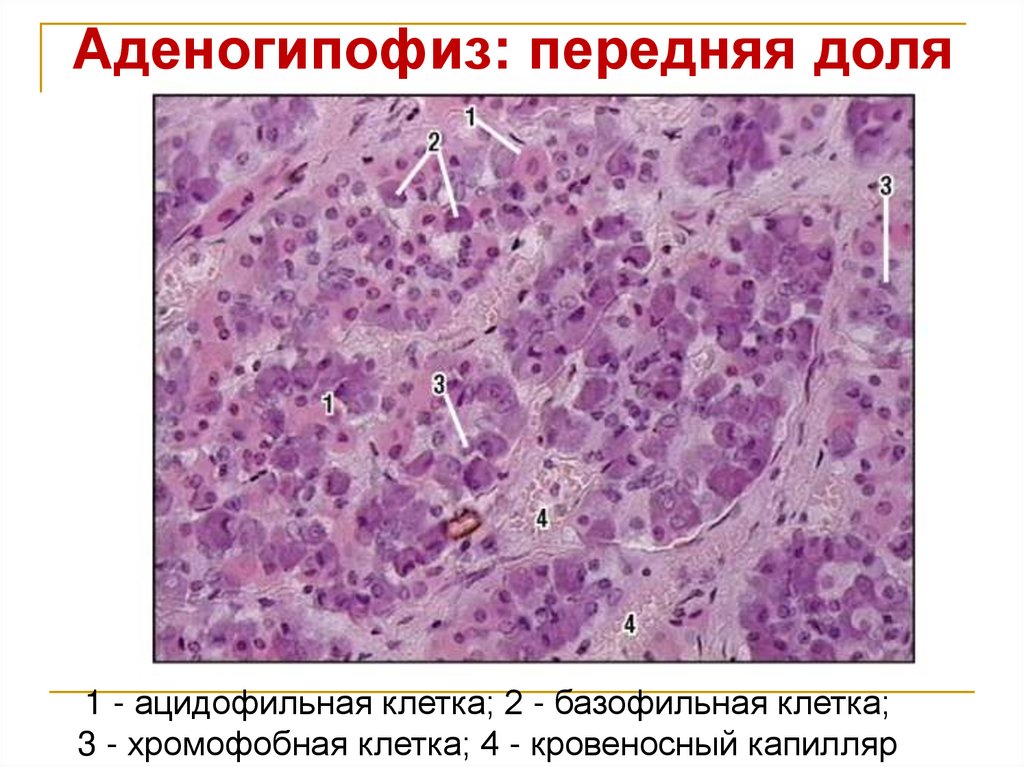 Аденогипофиз: передняя доля