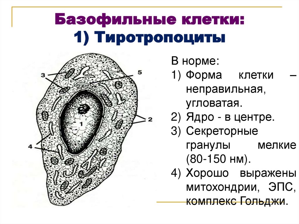 Базофильные клетки: 1) Тиротропоциты
