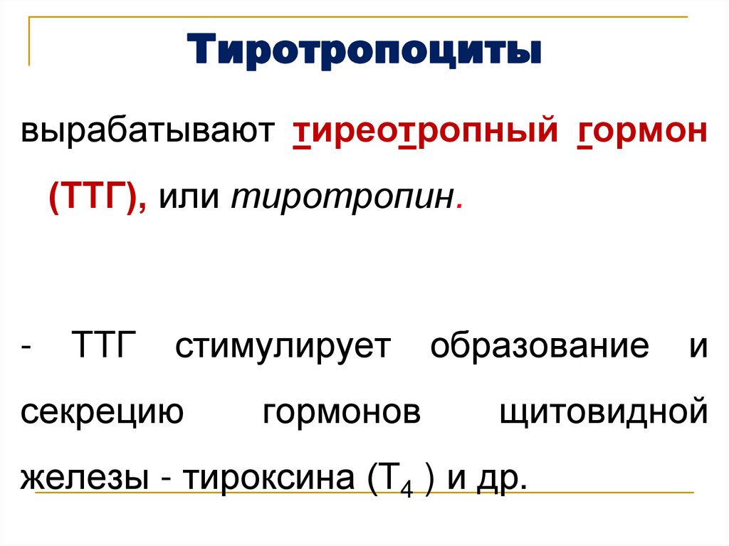 Тиротропоциты