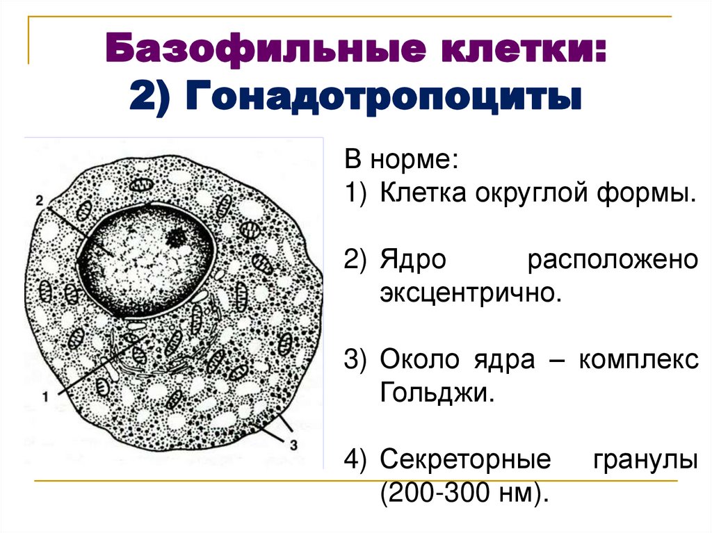 Базофильные клетки: 2) Гонадотропоциты