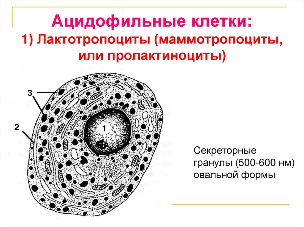 Ацидофильные клетки: 1) Лактотропоциты (маммотропоциты, или пролактиноциты)