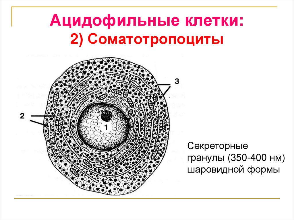 Ацидофильные клетки: 2) Соматотропоциты