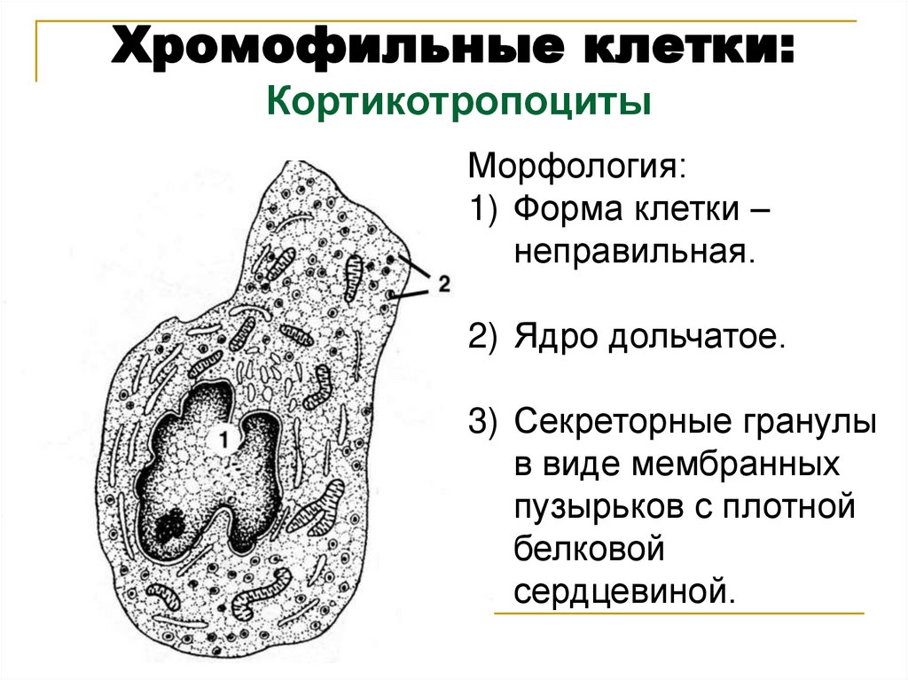 Хромофильные клетки: Кортикотропоциты