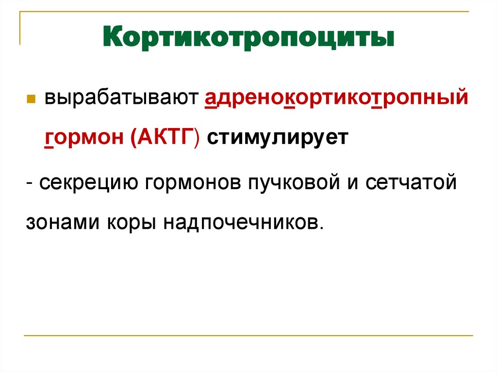 Кортикотропоциты